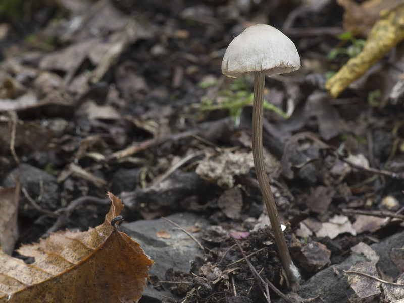 Entoloma juncinum